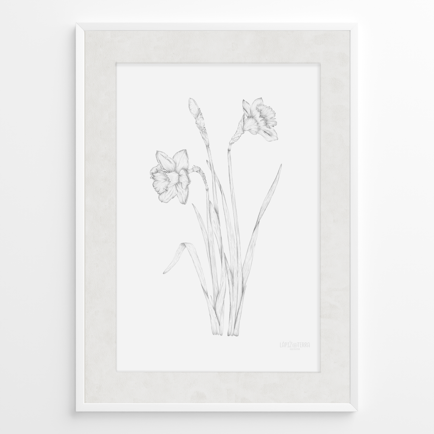 Narciso B&N