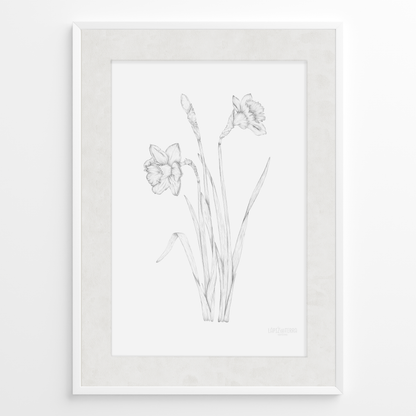 Narciso B&N