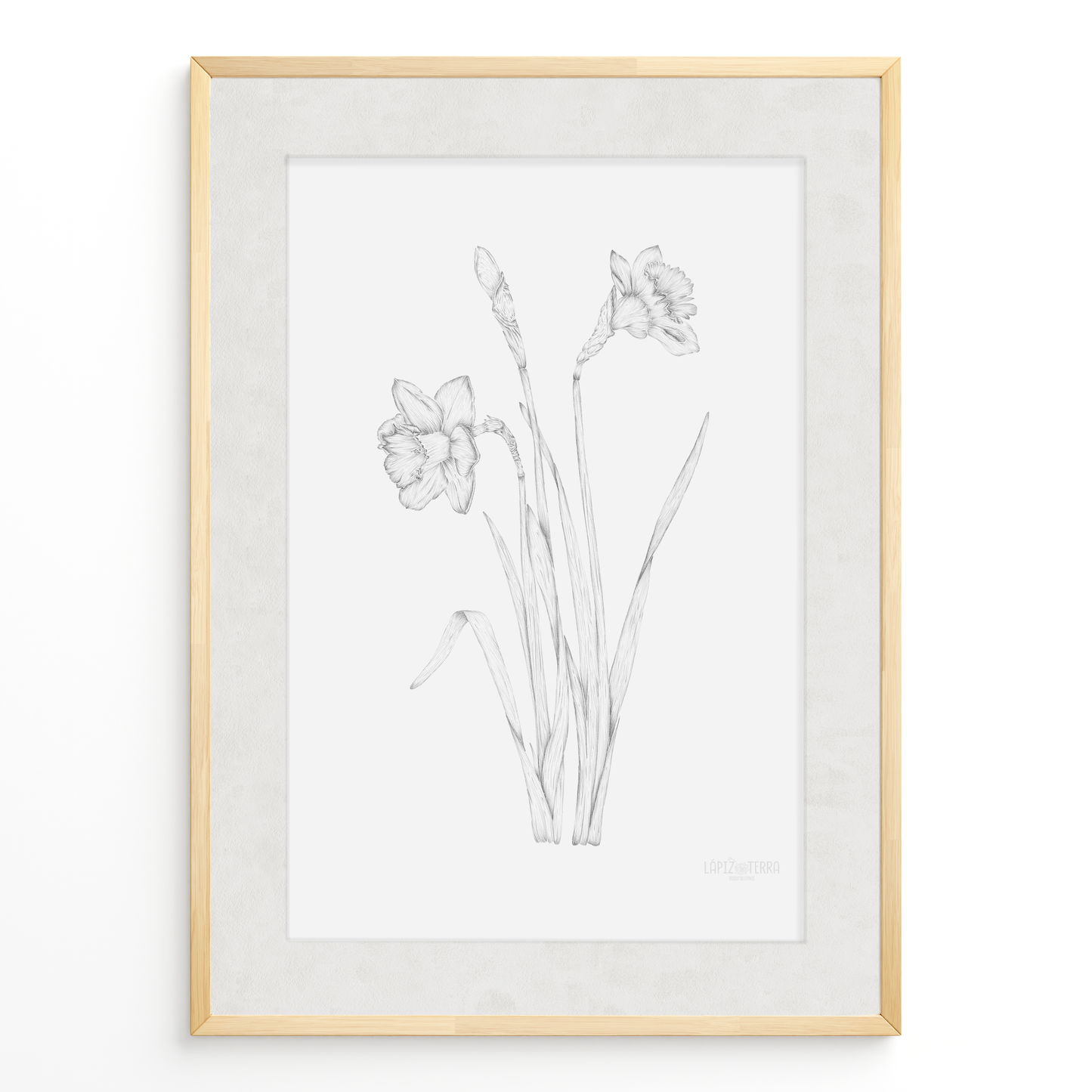 Narciso B&N