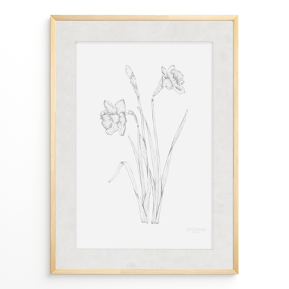 Narciso B&N