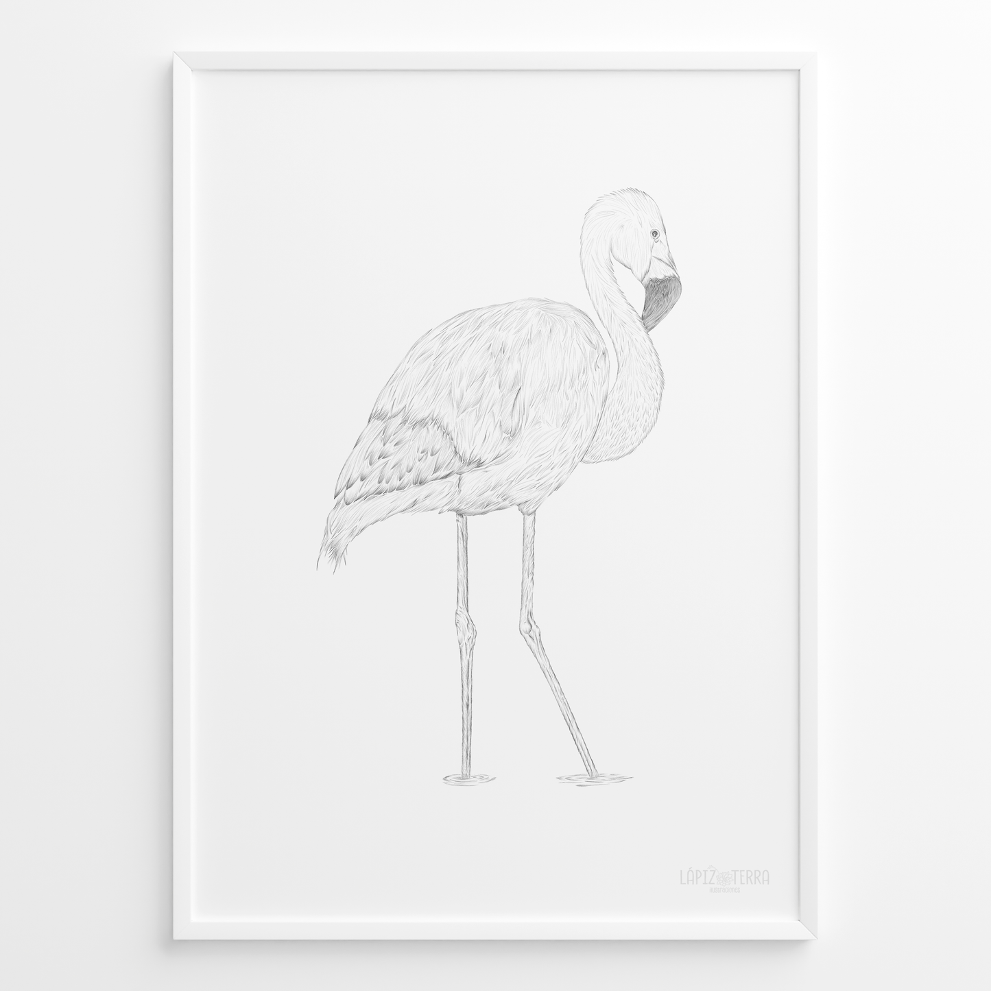 Flamenco Chileno B&N