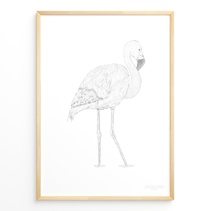 Flamenco Chileno B&N