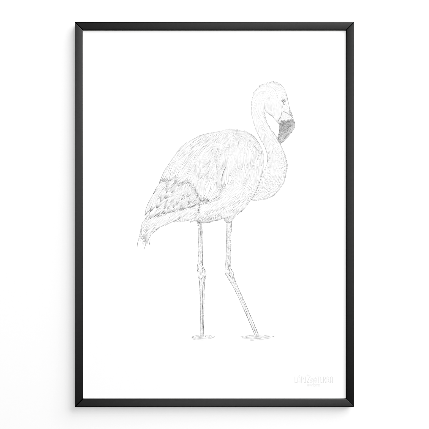 Flamenco Chileno B&N