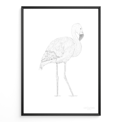 Flamenco Chileno B&N