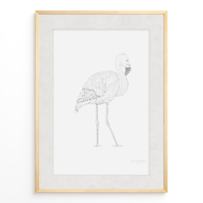 Flamenco Chileno B&N