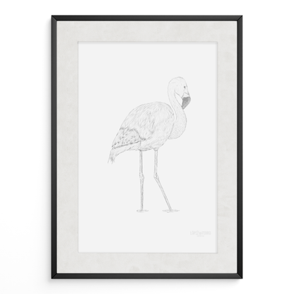 Flamenco Chileno B&N