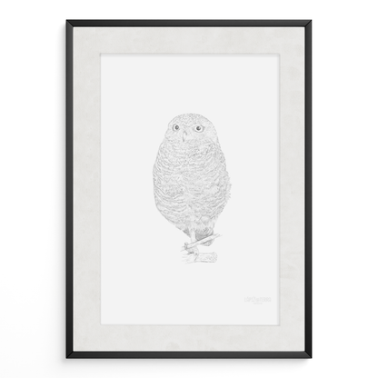 Búho B&N