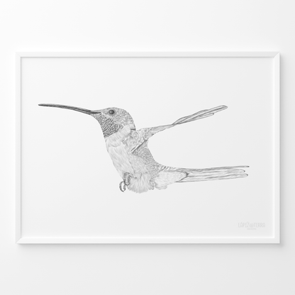 Picaflor de Arica B&N