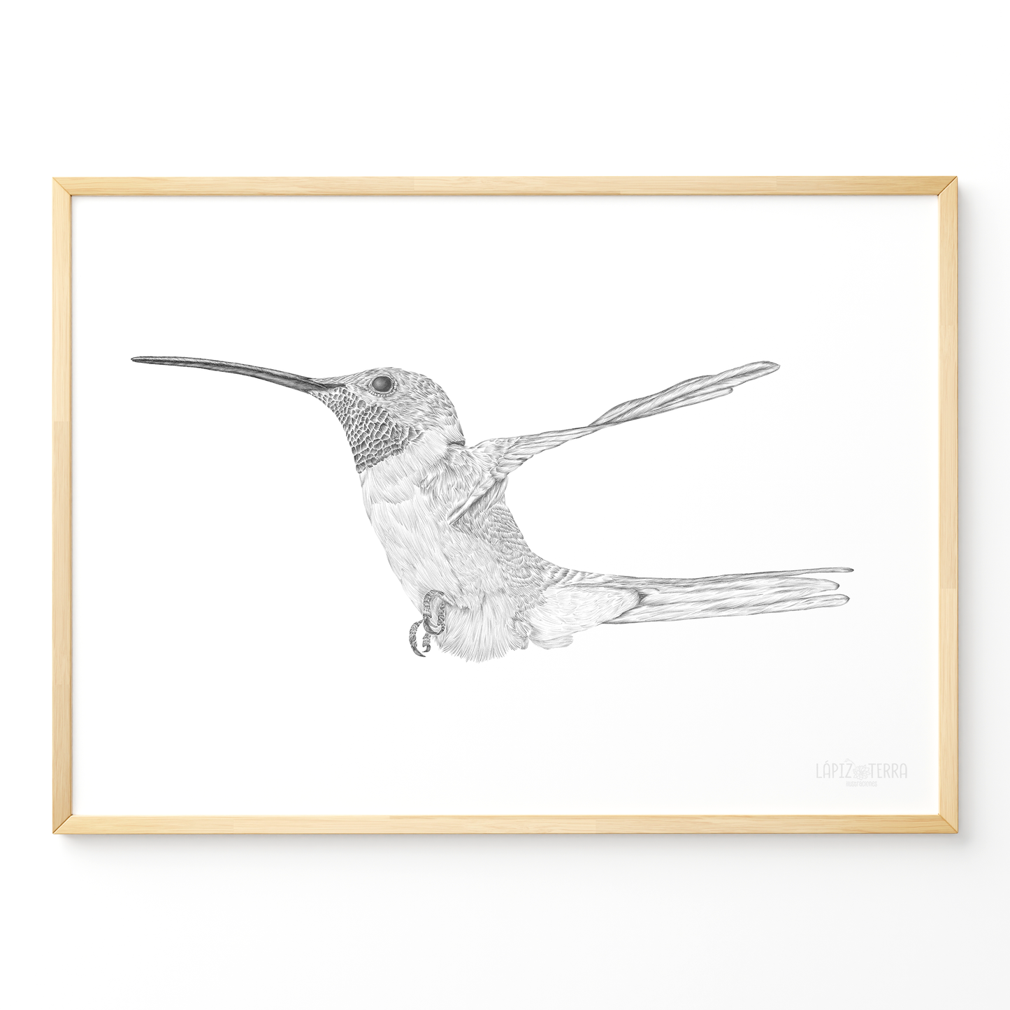 Picaflor de Arica B&N