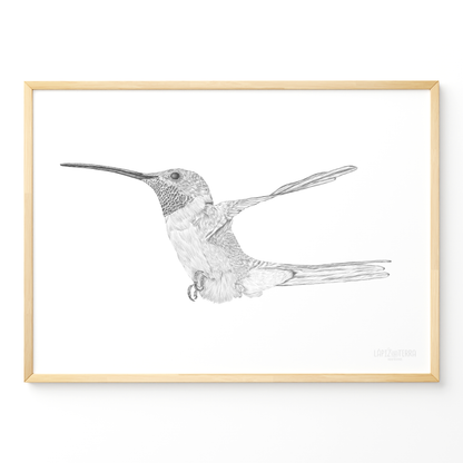 Picaflor de Arica B&N