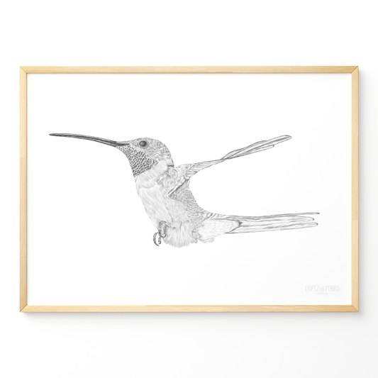 Picaflor de Arica B&N