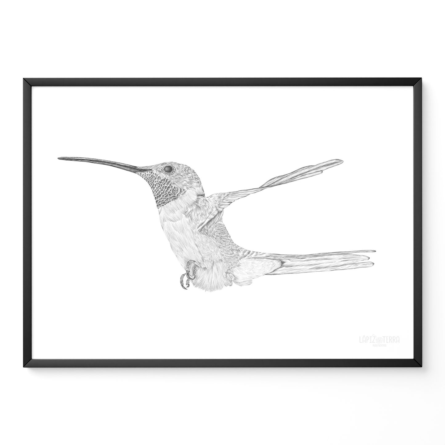 Picaflor de Arica B&N