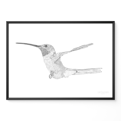 Picaflor de Arica B&N