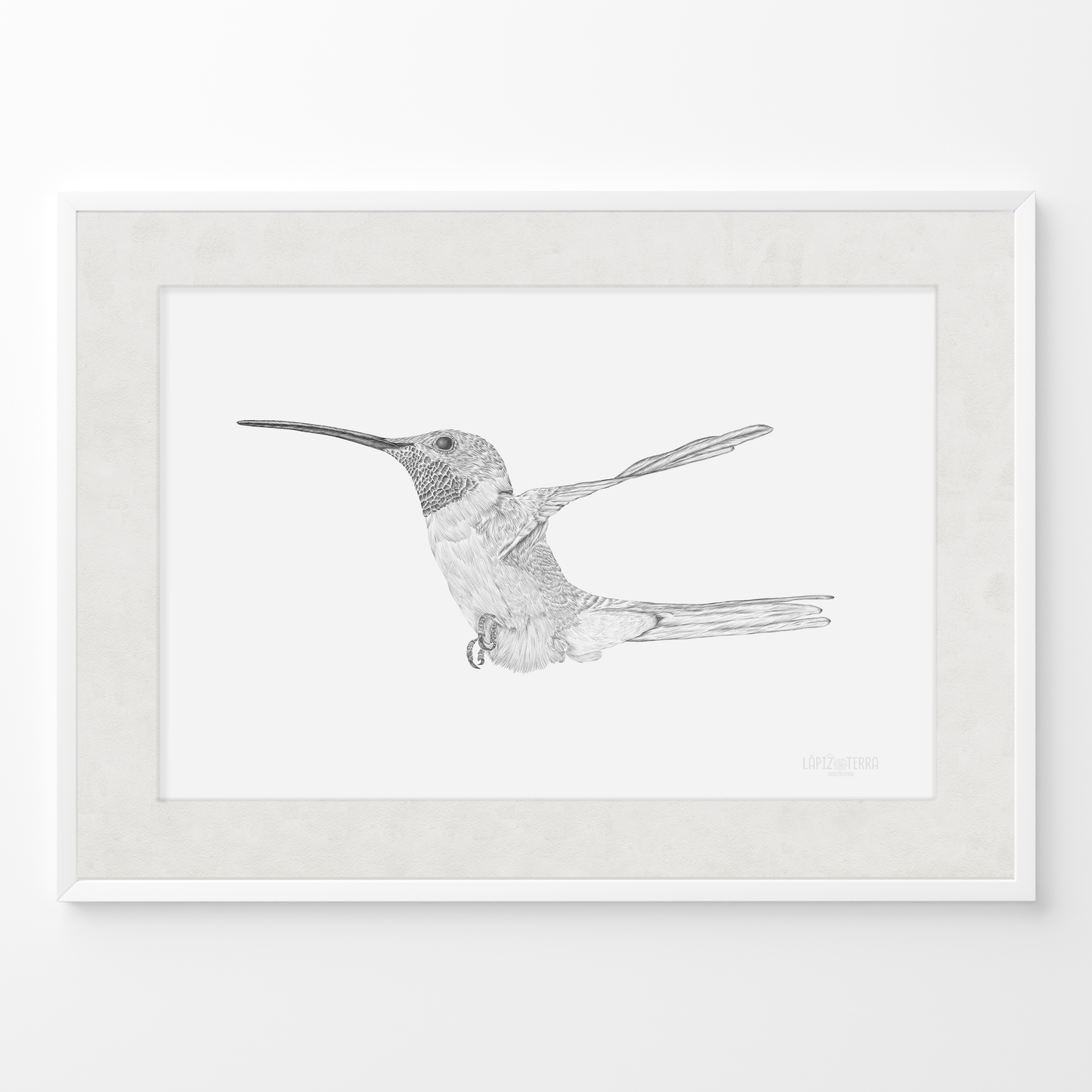 Picaflor de Arica B&N