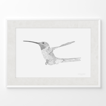 Picaflor de Arica B&N