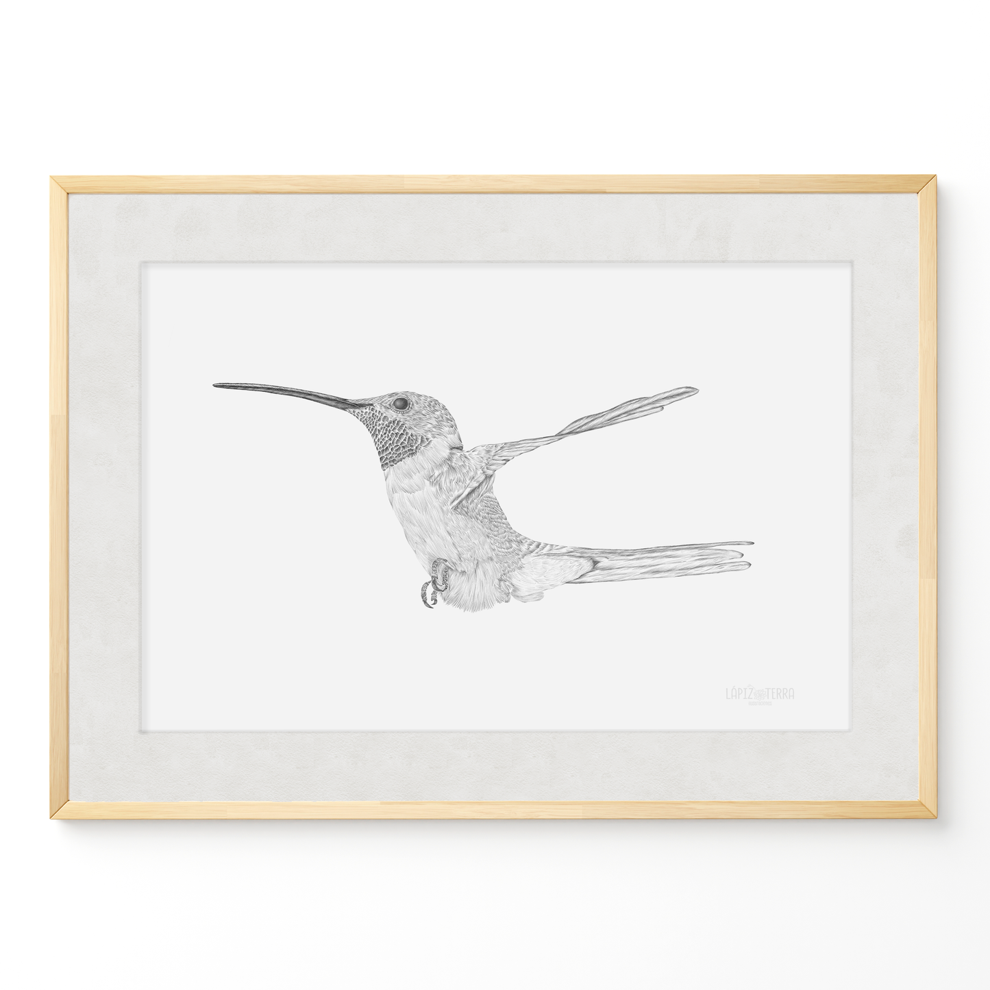 Picaflor de Arica B&N