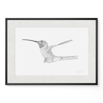 Picaflor de Arica B&N