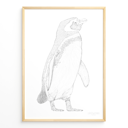 Pingüino de Magallanes B&N