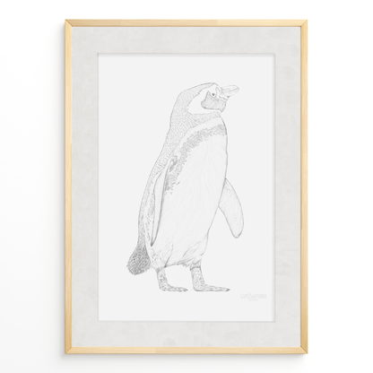 Pingüino de Magallanes B&N