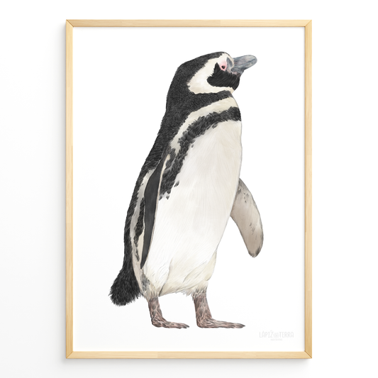 Pingüino de Magallanes