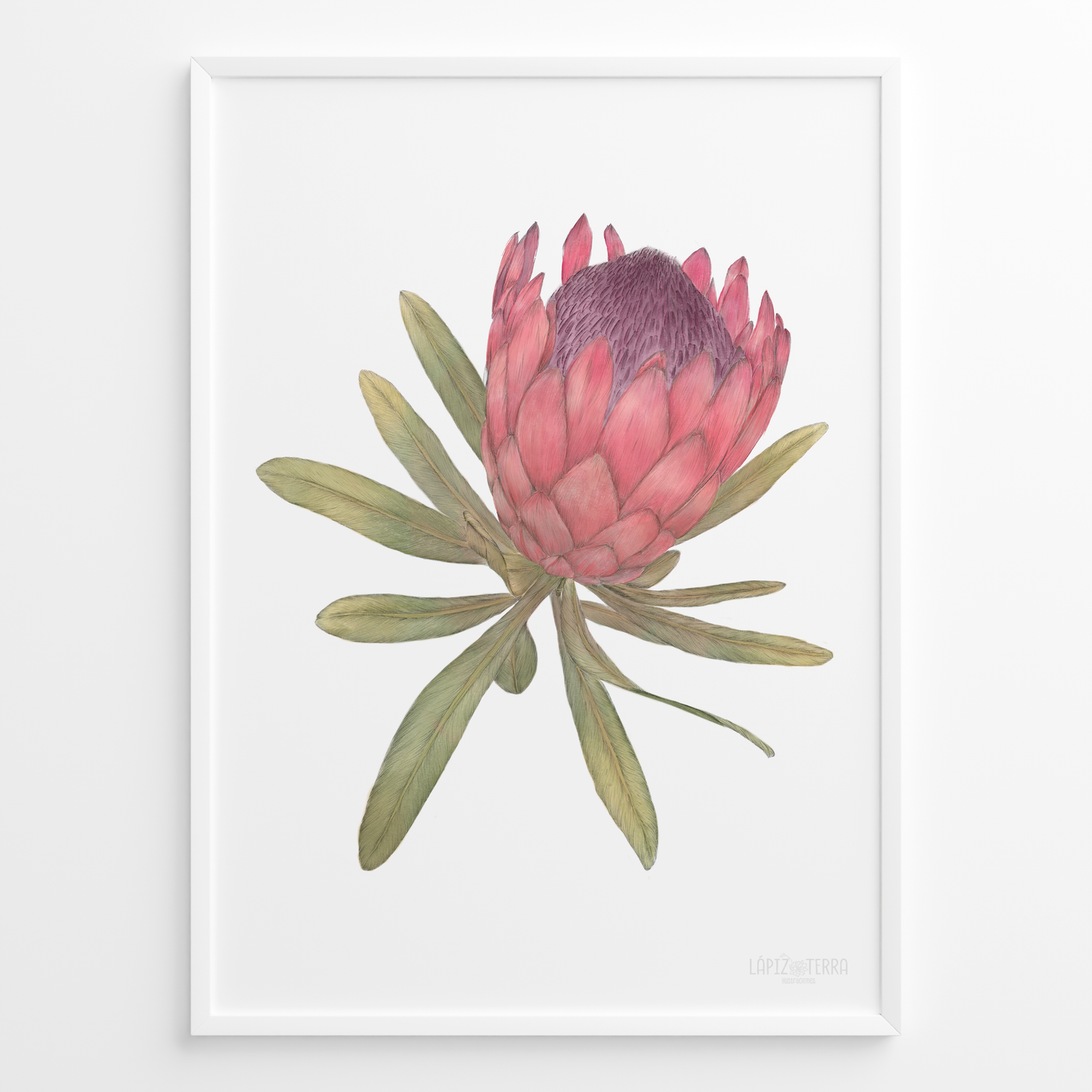 Protea