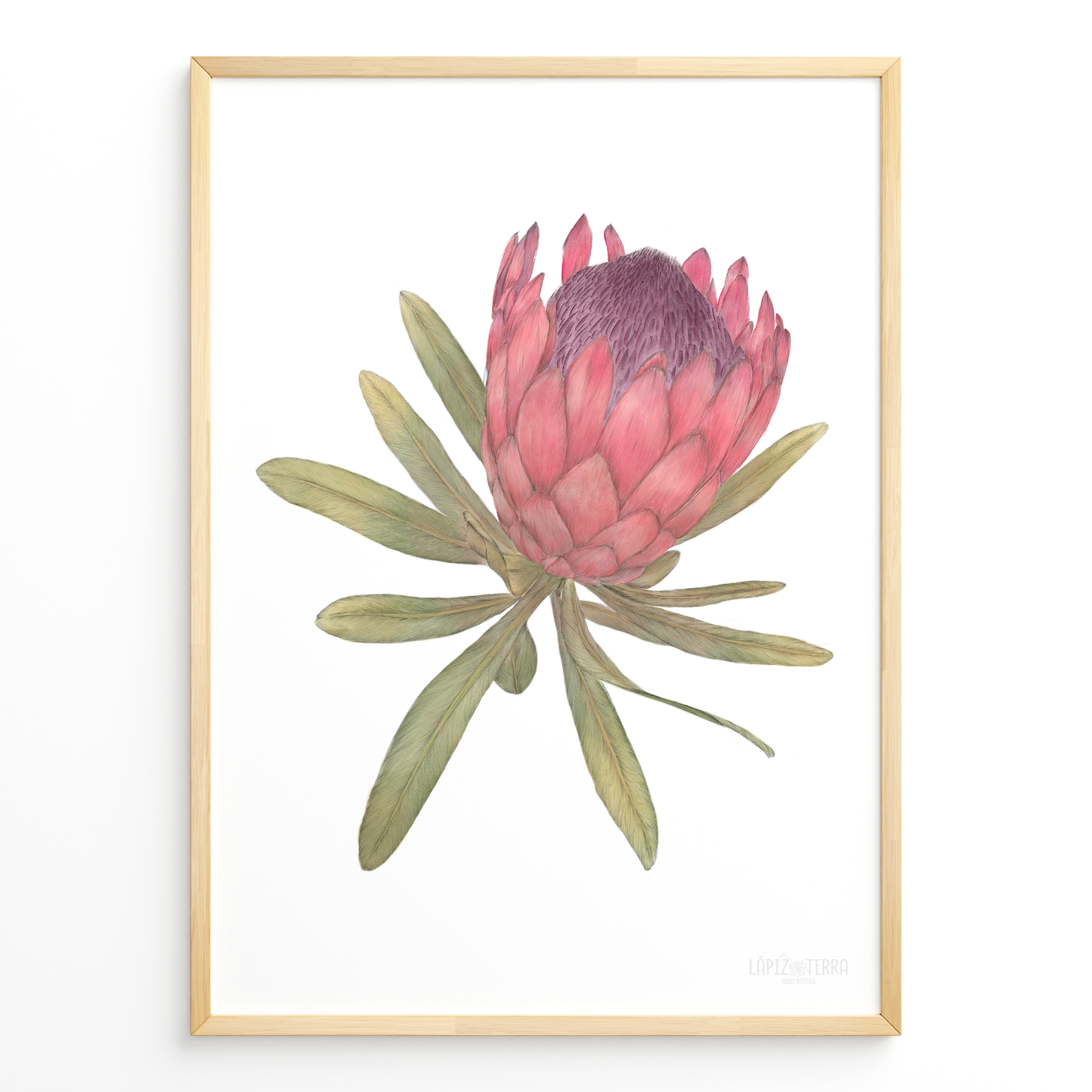 Protea