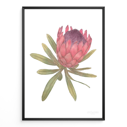 Protea