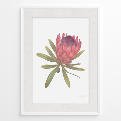 Protea
