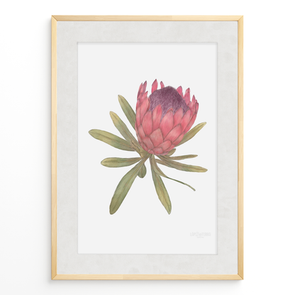 Protea