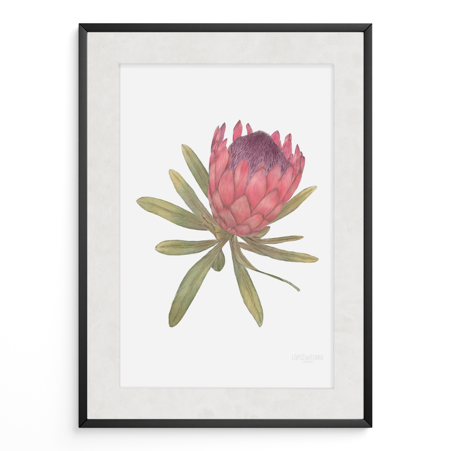 Protea