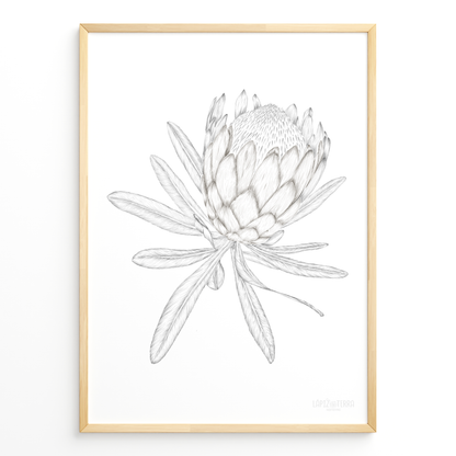 Protea B&N