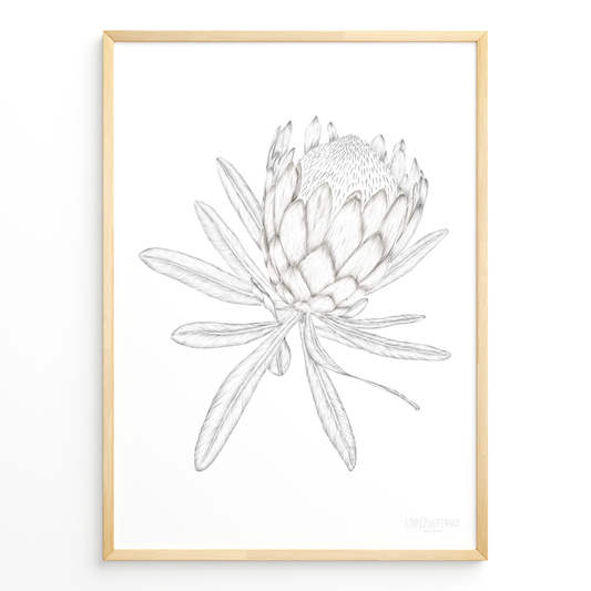 Protea B&N