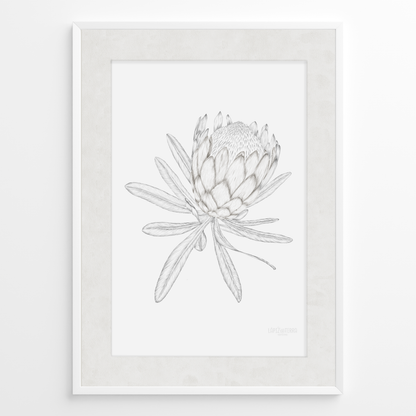 Protea B&N