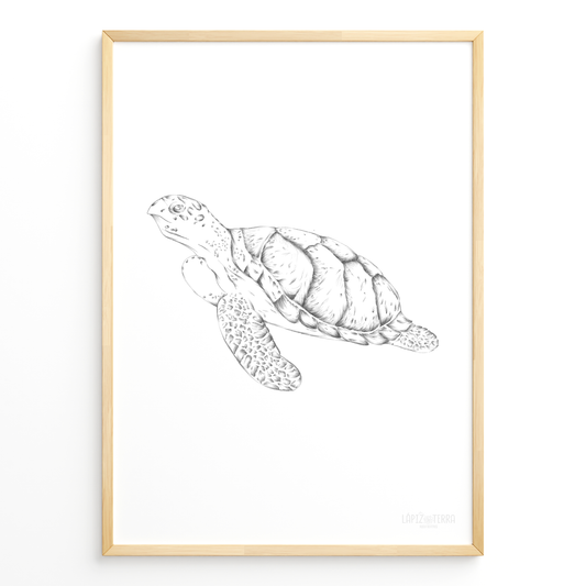 Tortuga B&N