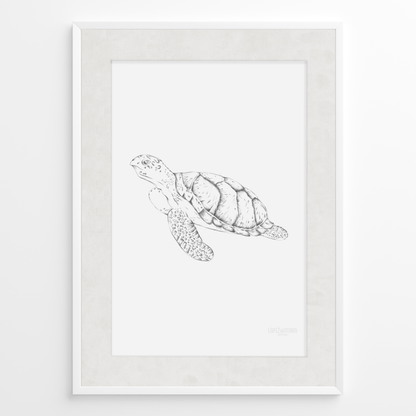 Tortuga B&N
