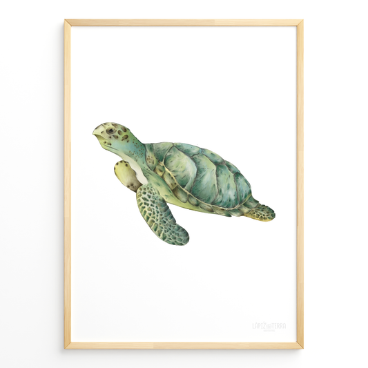 Tortuga