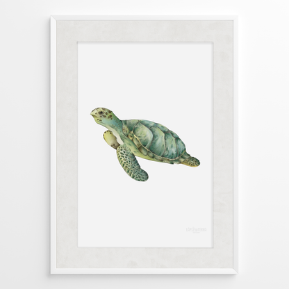 Tortuga