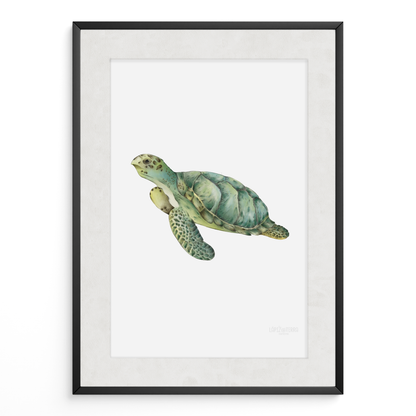 Tortuga